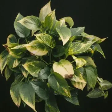 thumbnail for publication: Pothos (Epipremnum aureum) Diseases: Identification and Control in Commercial Greenhouse Production